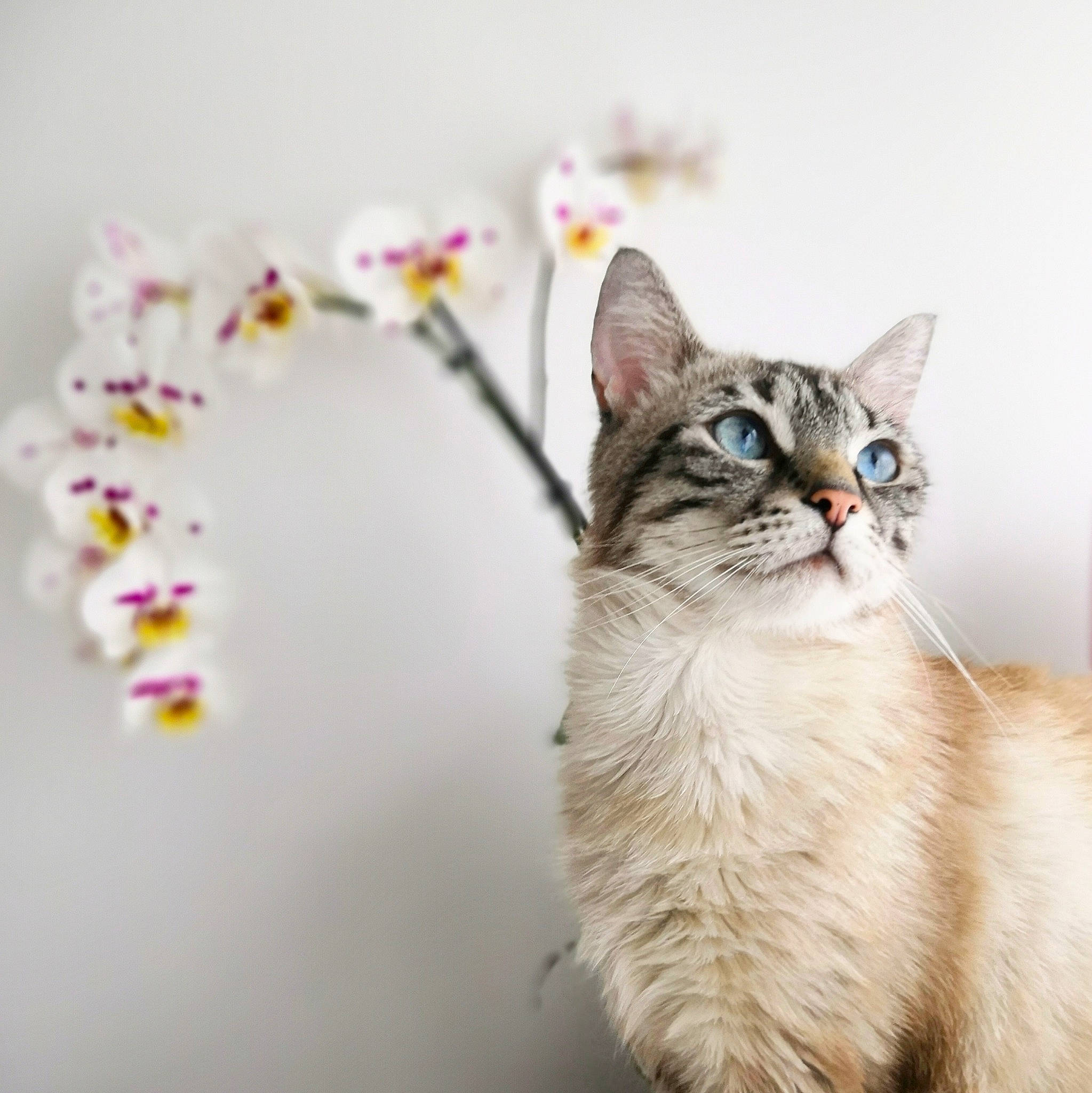 Nya participe au concours pour gagner de l'argent avec cette photo : aegean_cat, american_shorthair, american_wirehair, asian, australian_mist, carnivore, cat, domestic_short_haired_cat, european_shorthair, fawn, felidae, flower, kitten, mammal, plant, siberian, small_to_medium_sized_cats, tabby_cat, tail, whiskers