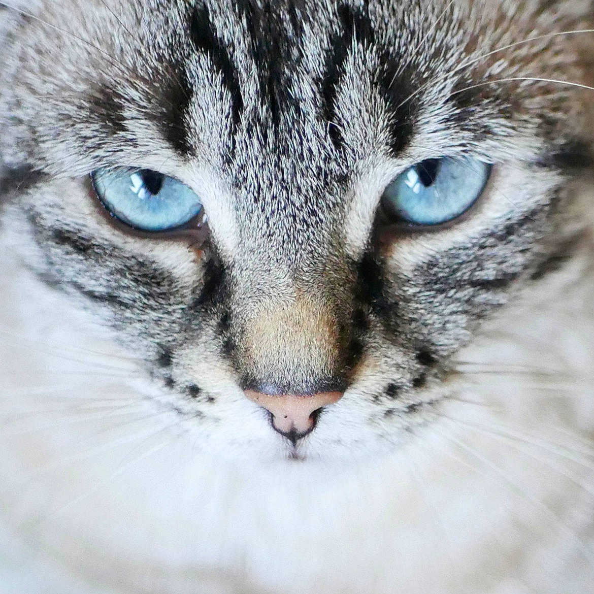 Nya a rejoint le concours — aidez-le/la à gagner de superbes lots ! aegean_cat, american_wirehair, asian, carnivore, cat, close_up, domestic_short_haired_cat, european_shorthair, eye, felidae, fur, mammal, nose, organ, small_to_medium_sized_cats, snout, tabby_cat, vertebrate, whiskers, wildlife