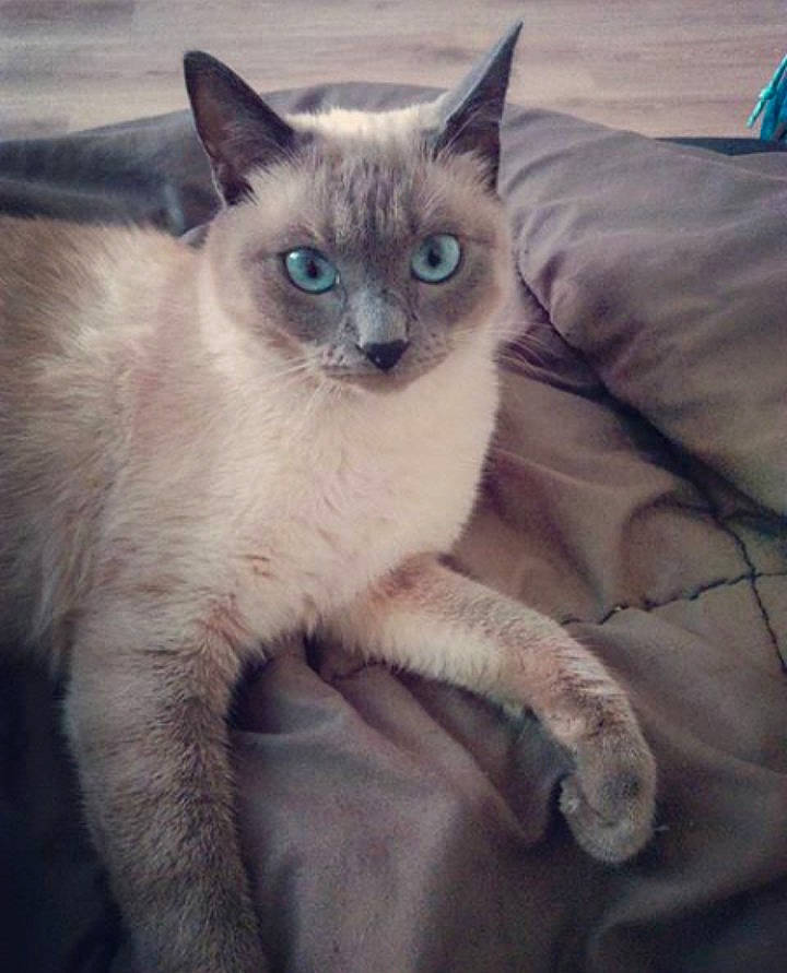 Lucky a rejoint le concours — aidez-le/la à gagner de superbes lots ! balinese, birman, carnivore, cat, felidae, fur, iris, ojos_azules, siamese, small_to_medium_sized_cats, snout, thai, tonkinese, vertebrate, whiskers