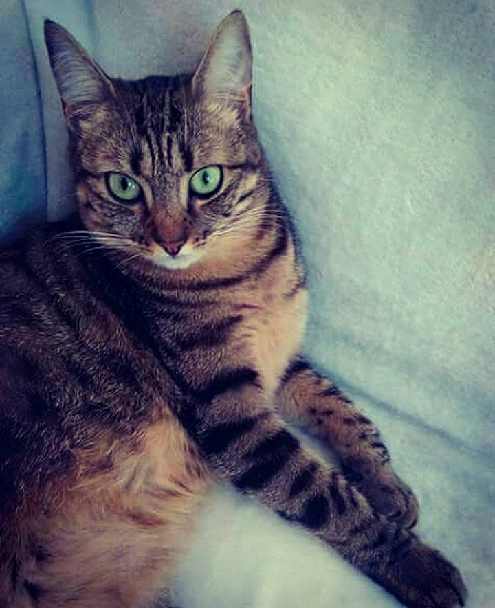 Luna participe au concours pour gagner de l'argent avec cette photo : carnivore, cat, domestic_short_haired_cat, felidae, fur, iris, kitten, paw, small_to_medium_sized_cats, snout, tabby_cat, tail, terrestrial_animal, toe, vertebrate, whiskers