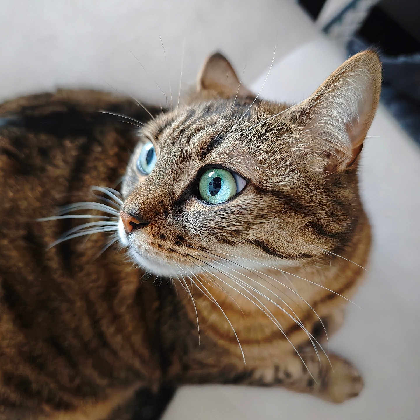 Luna participe au concours pour gagner de l'argent avec cette photo : abyssinian, animal, armchair, cat, chair, couch, furniture, hardwood, kitten, manx, pet, wood