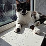 Ozzy is registered to the contest to win money with this photo: cat, black_and_white, windowsill, sunlight, shadow, indoor, pet, whiskers, relaxed, feline, domestic_animal, window, reflection, paw, fur, daylight, home, cute, animal, resting