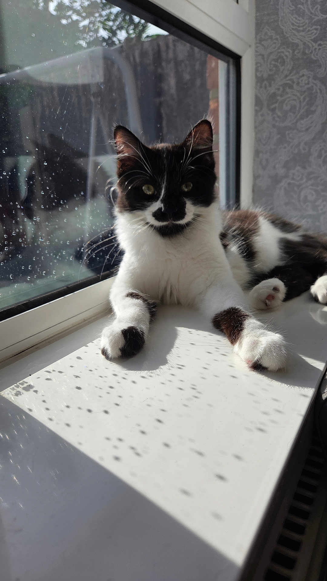 Ozzy is registered to the contest to win money with this photo: cat, black_and_white, windowsill, sunlight, shadow, indoor, pet, whiskers, relaxed, feline, domestic_animal, window, reflection, paw, fur, daylight, home, cute, animal, resting