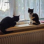 cat, black_and_white, window, curtain, windowsill, indoor, pet, domestic_animal, resting, feline, radiator, cozy, natural_light, two_cats, animal, sitting, fur, whiskers, home, relaxation