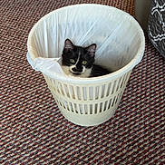 Ozzy is registered to the contest to win money with this photo: kitten, cat, black_and_white, wastebasket, plastic_bag, carpet, indoor, furniture, curious, pet, animal, cozy, cute, small, domestic, resting, home, floor, closeup, relaxed