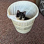 kitten, cat, black_and_white, wastebasket, plastic_bag, carpet, indoor, furniture, curious, pet, animal, cozy, cute, small, domestic, resting, home, floor, closeup, relaxed
