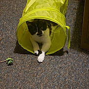 Ozzy is registered to the contest to win money with this photo: cat, black_and_white, play_tunnel, carpet, indoor, pet, animal, curious, resting, fur, whiskers, paws, toy, yellow, texture, floor, feline, cute, relaxing, spotlight