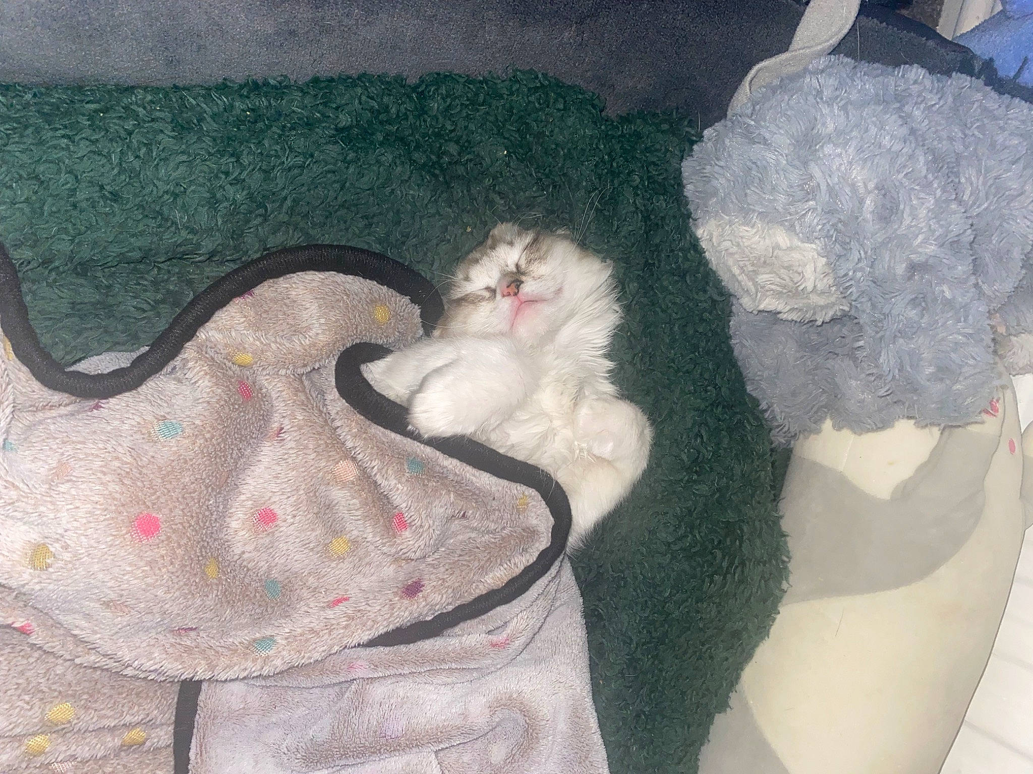 Dolly is registered to the contest to win money with this photo: art, carmine, carnivore, cat, comfort, domestic_short_haired_cat, fawn, felidae, fur, grey, human_leg, linens, painting, paw, room, small_to_medium_sized_cats, tail, textile, visual_arts, whiskers