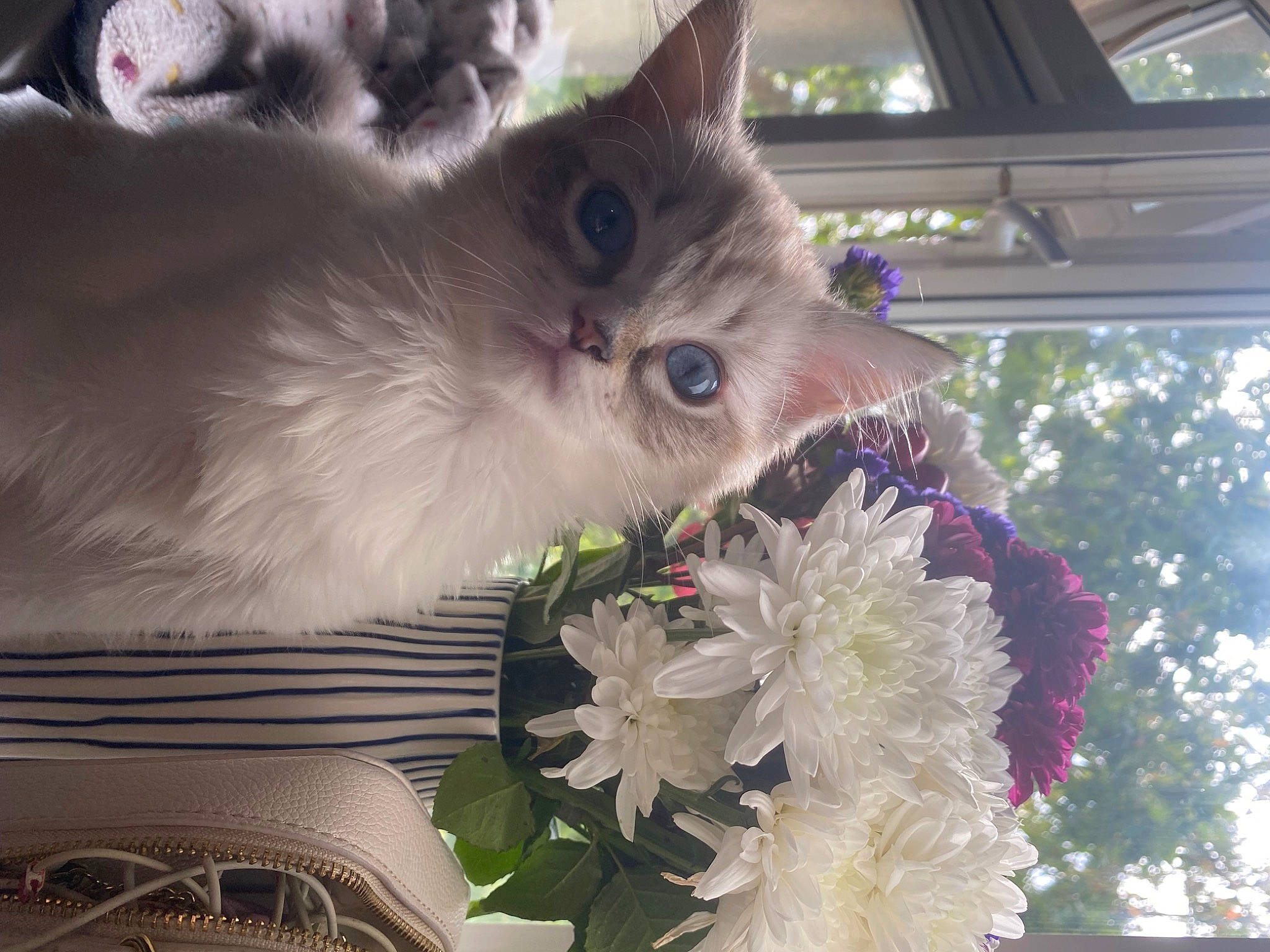 Dolly is registered to the contest to win money with this photo: artificial_flower, bouquet, carnivore, cat, cut_flowers, domestic_short_haired_cat, event, felidae, floral_design, floristry, flower, flower_arranging, flowering_plant, fur, petal, plant, small_to_medium_sized_cats, tree, whiskers, window