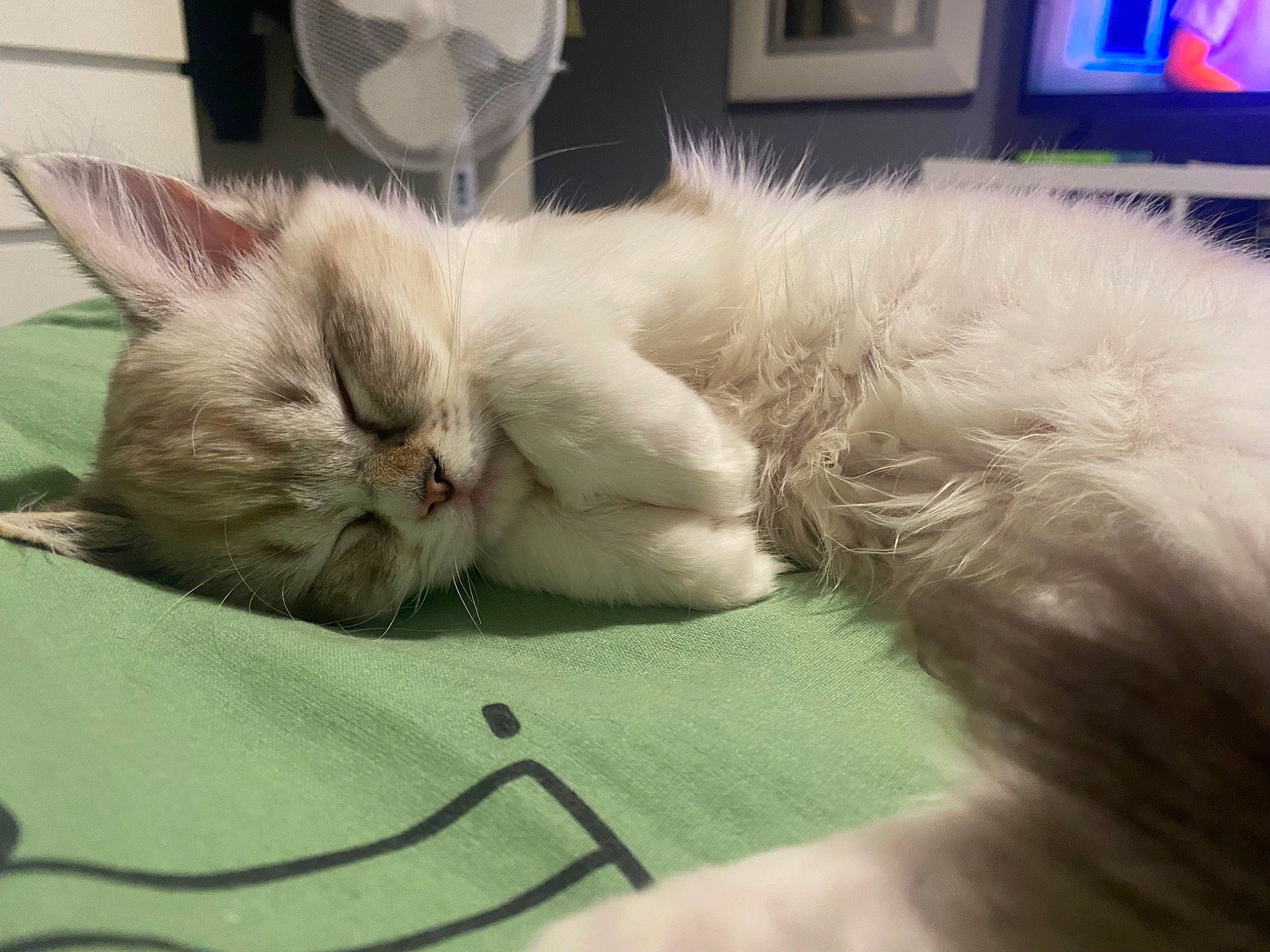 Dolly is registered to the contest to win money with this photo: carnivore, cat, claw, comfort, domestic_short_haired_cat, fawn, felidae, fur, nap, paw, picture_frame, sleep, small_to_medium_sized_cats, snout, tail, television, whiskers