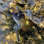 Darla is registered to the contest to win money with this photo: animal, branch, cat, christmas_tree, closeup, curious, cute, decorations, face, feline, festive, glowing_lights, greenery, holiday, holiday_lights, indoor, nature, pet, snow_frosted, whiskers