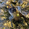 animal, branch, cat, christmas_tree, closeup, curious, cute, decorations, face, feline, festive, glowing_lights, greenery, holiday, holiday_lights, indoor, nature, pet, snow_frosted, whiskers