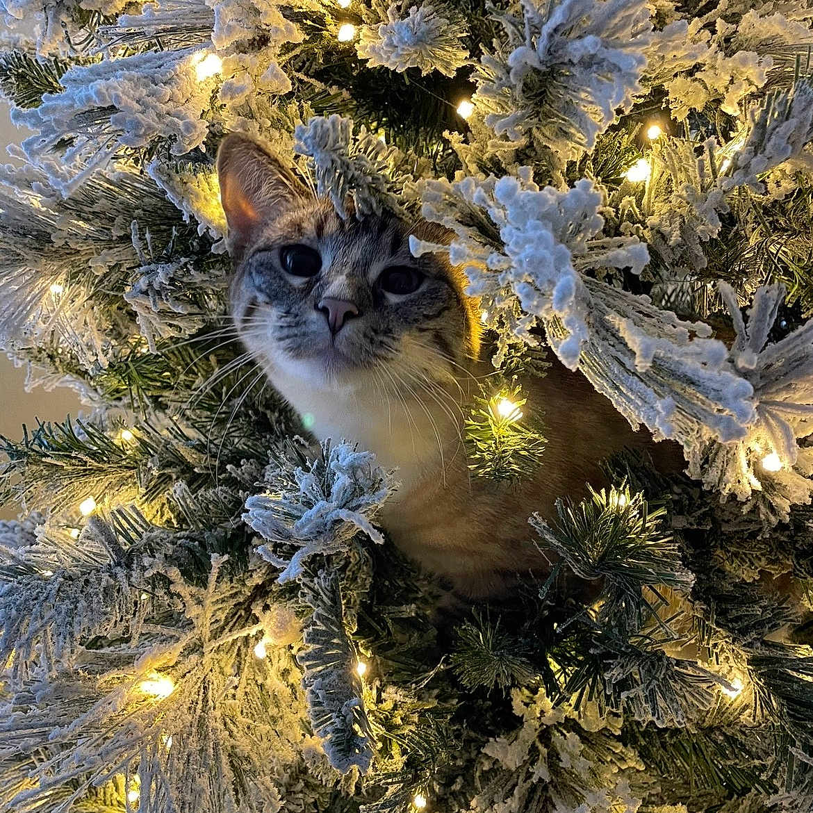 Darla