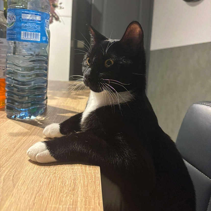 Zorro participe au concours pour gagner de l'argent avec cette photo : animal, architecture, bottle, building, cat, computerhardware, couch, electronics, furniture, hardware, indoors, livingroom, monitor, pet, plant, pottedplant, room, screen, text, waterbottle