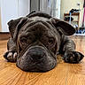 Prince Duke joined the competition — help win amazing prizes! animal, brown, canine, close_up, companion, cute, dog, ears, expression, face, floor, house, indoor, lying_down, paws, pet, relaxed, sleepy, wooden_floor, wrinkles