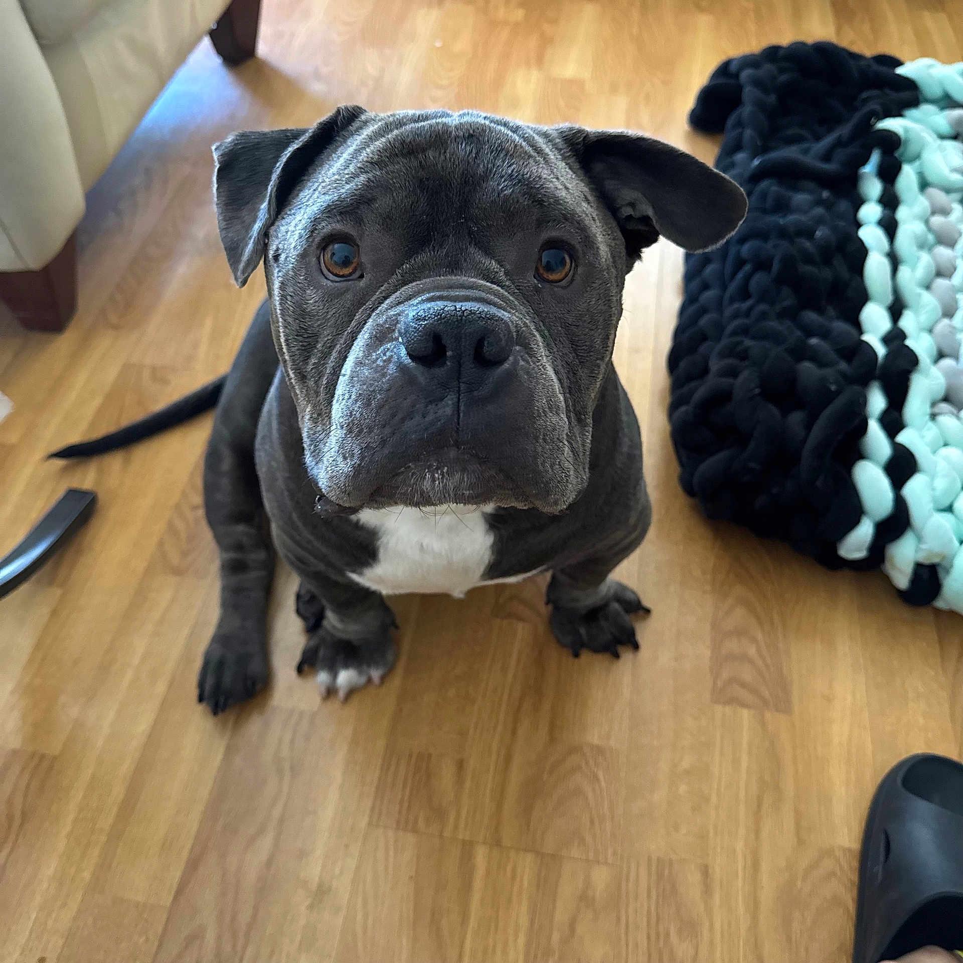 Prince Duke joined the competition — help win amazing prizes! dog, canine, pet, animal, indoor, floor, wooden_floor, sitting, looking_up, gray_fur, white_chest, ears, eyes, nose, blanket, knitted_blanket, couch, home, domestic, cute