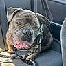 Prince Duke is registered to the contest to win money with this photo: dog, pet, car_interior, seat, leash, happy, tongue_out, brown_dog, wrinkled_face, close_up, canine, domestic_animal, animal, companion, vehicle, window, sunlight, resting, indoor, leash_clasp
