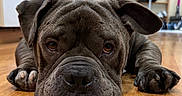 Prince Duke is registered to the contest to win money with this photo: dog, indoor, floor, wooden_floor, close_up, brown_dog, pet, paws, wrinkled_face, lying_down, sad_eyes, household, shoes, background_blur, floorboards, canine, domestic_animal, companion, animal_portrait, cute