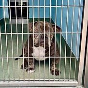 Prince Duke is registered to the contest to win money with this photo: dog, kennel, cage, metal_bars, pitbull, indoor, animal, pet, waiting, sad, floor, blue_wall, white_chest_marking, ears, paws, snout, tail, veterinary, shelter, lonely