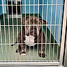 dog, kennel, cage, metal_bars, pitbull, indoor, animal, pet, waiting, sad, floor, blue_wall, white_chest_marking, ears, paws, snout, tail, veterinary, shelter, lonely