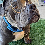 Prince Duke is registered to the contest to win money with this photo: animal, background, blue_collar, bulldog, close_up, curious, dog, door, ears, face, floor, fur, glasses, green_turf, indoor, paw, pet, reflection, snout, whiskers