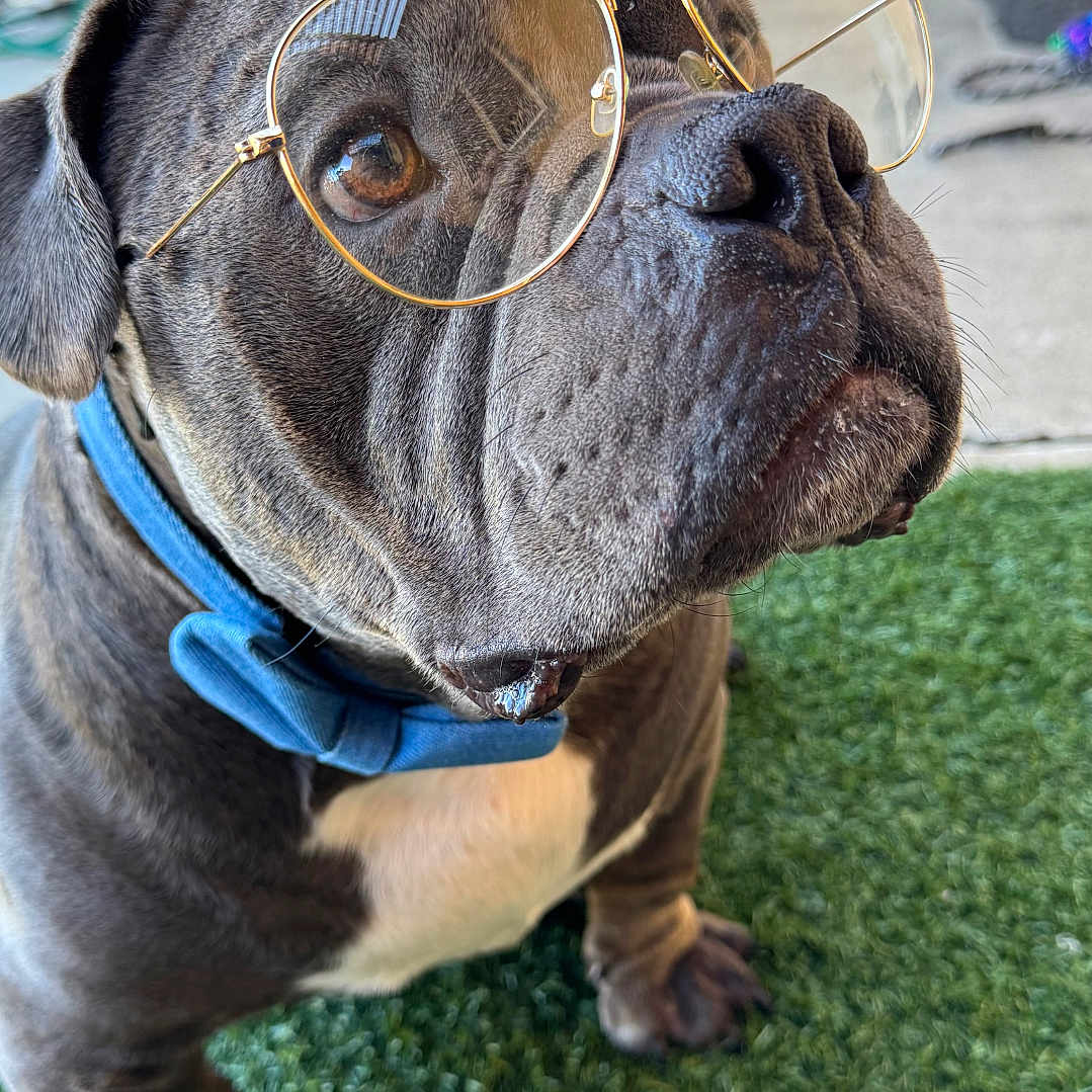 Prince Duke
