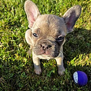 Poppy is registered to the contest to win money with this photo: dog, puppy, french_bulldog, grass, outdoor, pet, animal, cute, small_dog, toy, play, sunlight, ears, face, nose, whiskers, front_paws, nature, young, expression