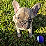 dog, puppy, french_bulldog, grass, outdoor, pet, animal, cute, small_dog, toy, play, sunlight, ears, face, nose, whiskers, front_paws, nature, young, expression