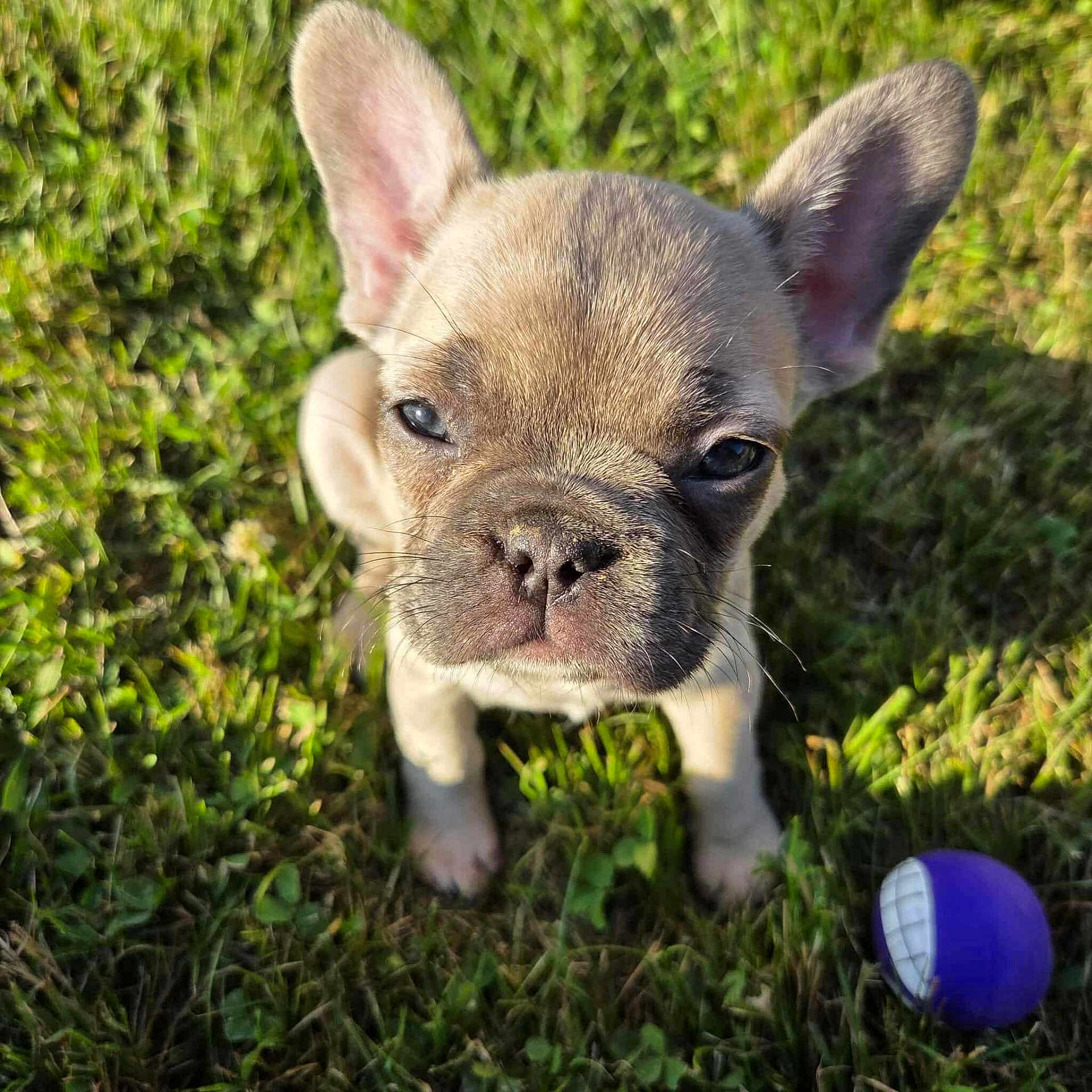 Poppy is registered to the contest to win money with this photo: dog, puppy, french_bulldog, grass, outdoor, pet, animal, cute, small_dog, toy, play, sunlight, ears, face, nose, whiskers, front_paws, nature, young, expression