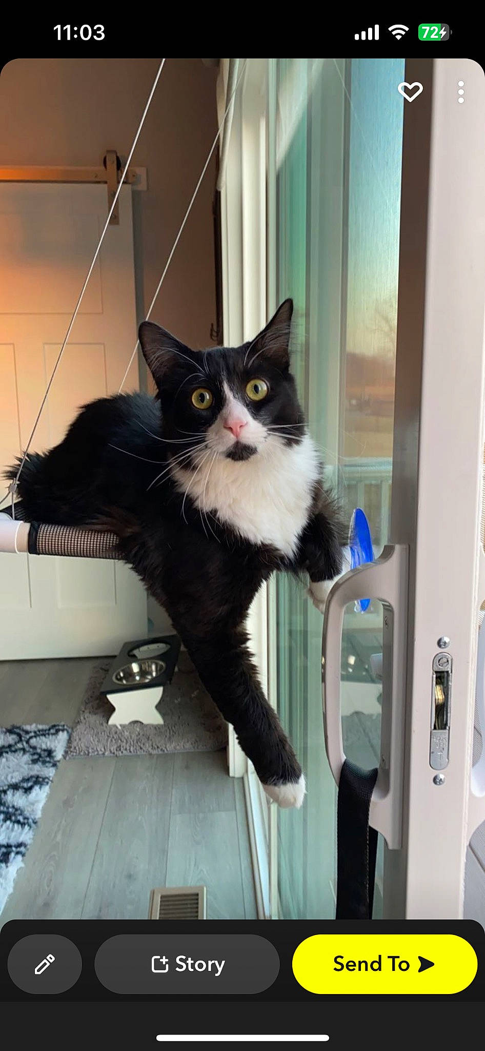 Tito is registered to the contest to win money with this photo: black_cat, carnivore, cat, chair, claw, comfort, domestic_short_haired_cat, felidae, flooring, fur, paw, plant, room, sitting, small_to_medium_sized_cats, stairs, tail, whiskers, window