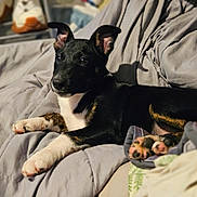 Vegas a rejoint le concours — aidez-le/la à gagner de superbes lots ! adult, animal, bed, bedroom, blanket, bulldog, canine, couch, dog, face, furniture, head, hound, indoors, male, man, person, pet, pitbull, puppy