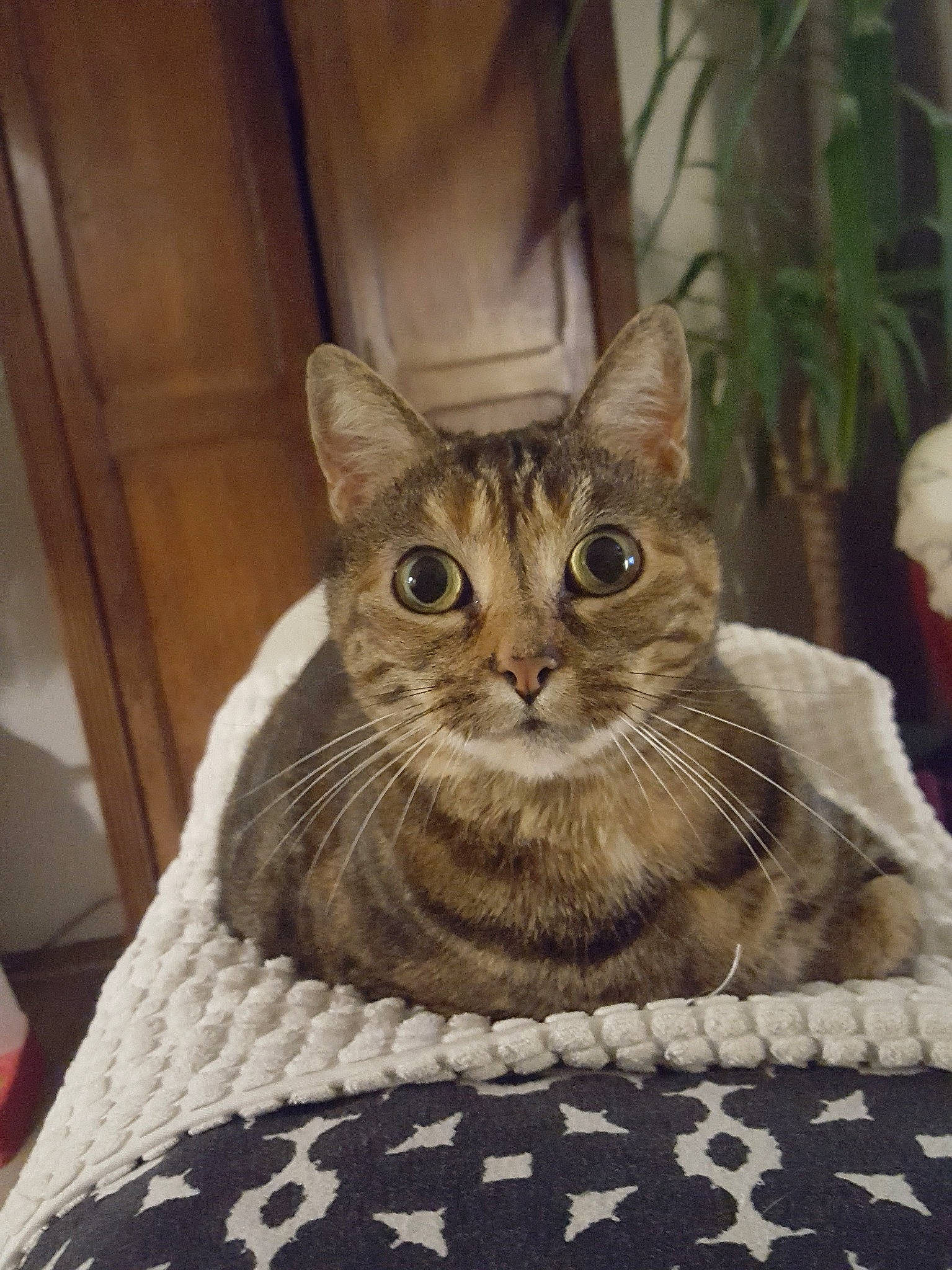 Nounne participe au concours pour gagner de l'argent avec cette photo : aegean_cat, american_shorthair, arabian_mau, asian, australian_mist, california_spangled, carnivore, cat, domestic_short_haired_cat, dragon_li, european_shorthair, felidae, kitten, mammal, ocicat, pixie_bob, small_to_medium_sized_cats, tabby_cat, vertebrate, whiskers