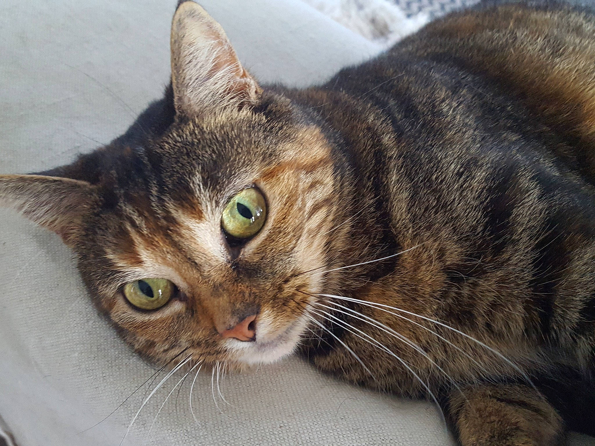 Nounne a rejoint le concours — aidez-le/la à gagner de superbes lots ! aegean_cat, american_shorthair, american_wirehair, asian, australian_mist, carnivore, cat, domestic_short_haired_cat, dragon_li, european_shorthair, eye, felidae, fur, mammal, small_to_medium_sized_cats, snout, tabby_cat, toyger, vertebrate, whiskers