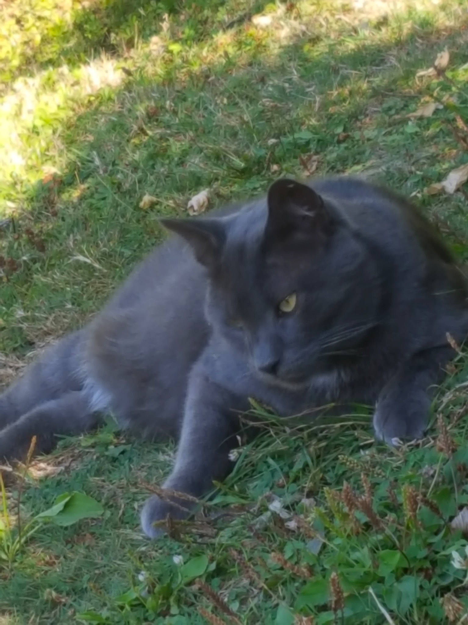 Loulou a rejoint le concours — aidez-le/la à gagner de superbes lots ! british_shorthair, carnivore, cat, chartreux, domestic_short_haired_cat, felidae, grass, korat, nebelung, plant, russian_blue, small_to_medium_sized_cats, snout, tail, whiskers