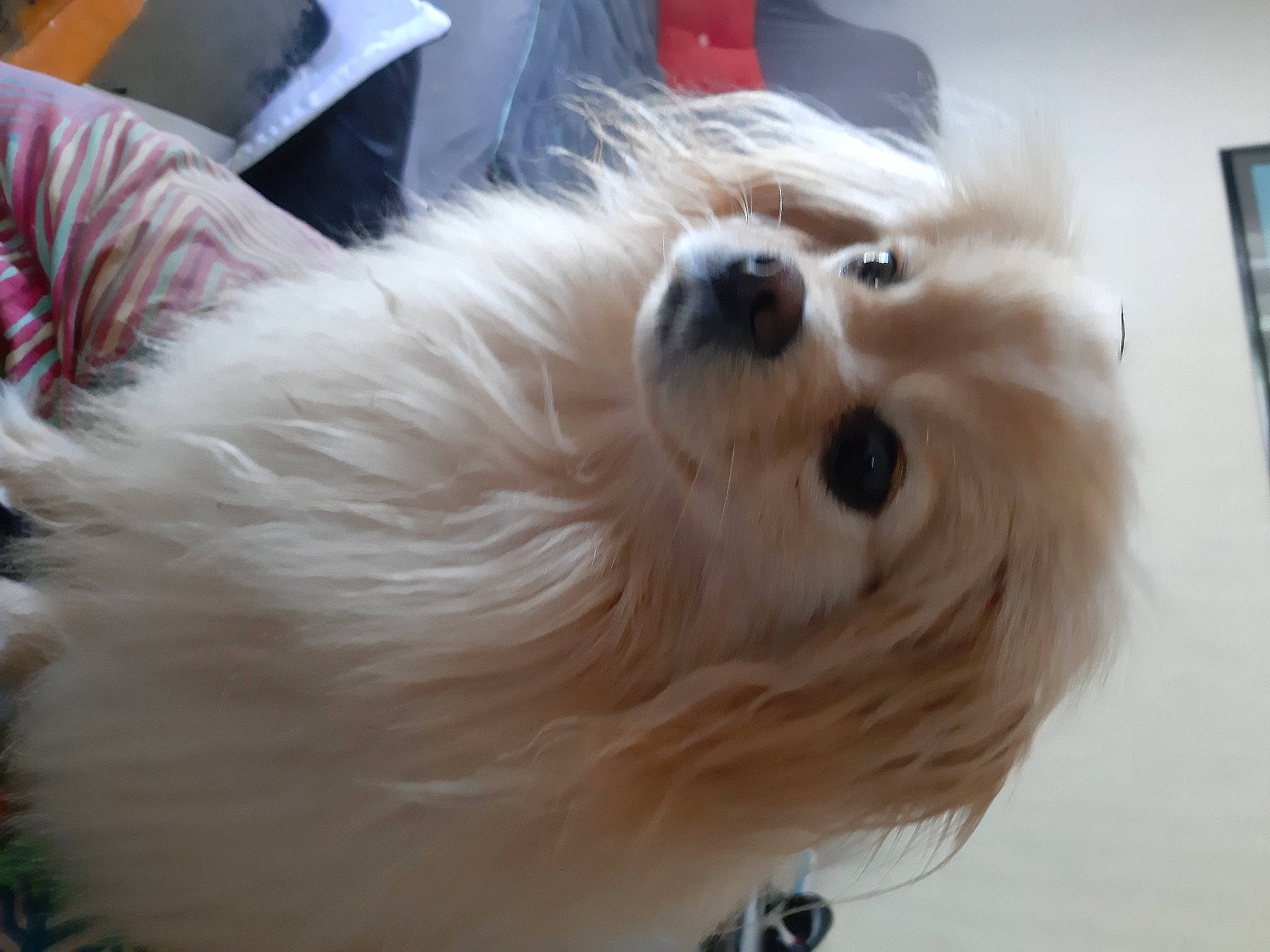 Romy Cortes participe au concours pour gagner de l'argent avec cette photo : canidae, carnivore, companion_dog, dog, dog_breed, dog_supply, ear, fawn, fur, german_spitz, maltepoo, small_terrier, snout, spitz, sporting_group, terrier, toy_dog, volpino_italiano, whiskers, working_animal