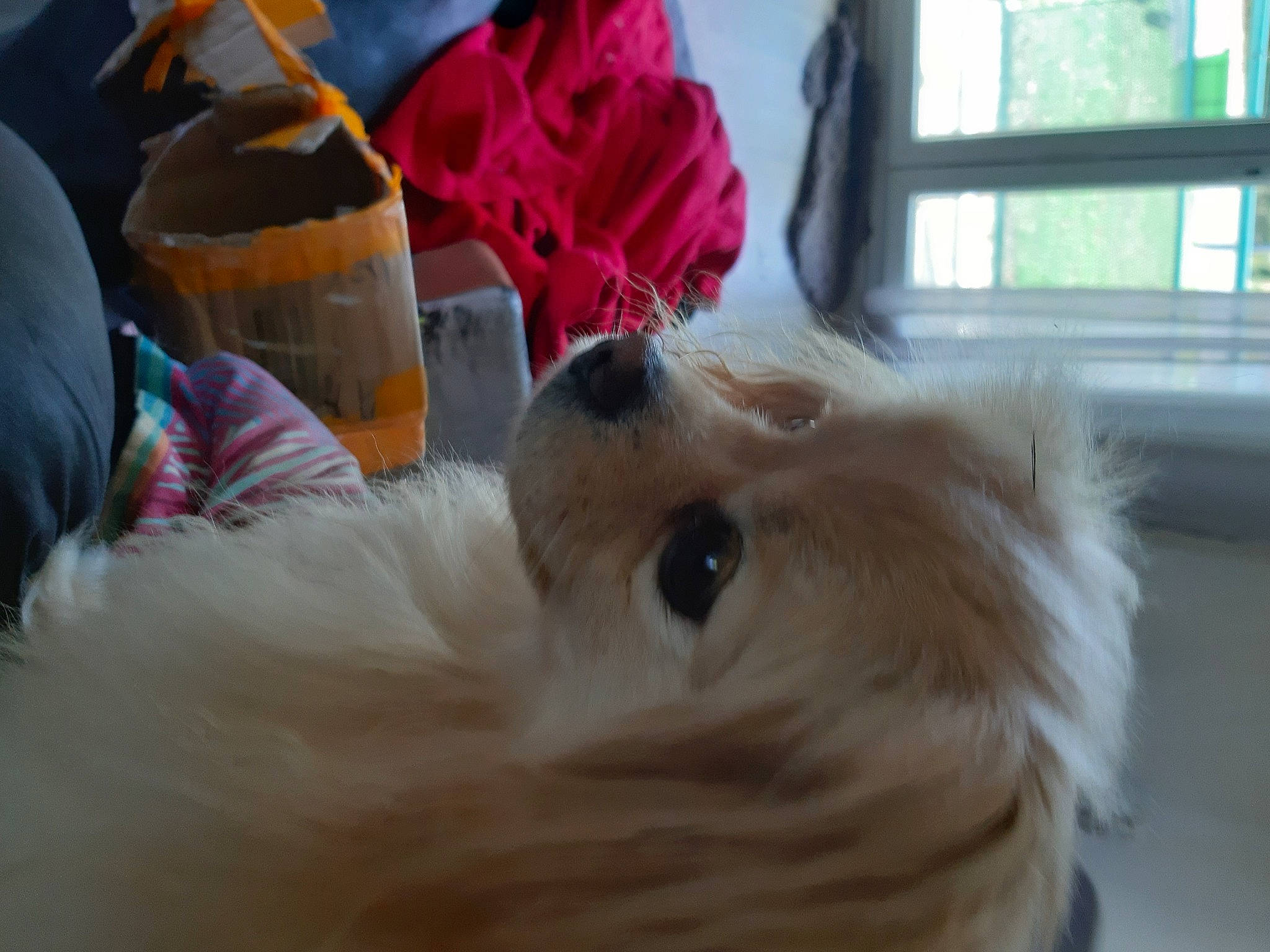 Romy Cortes participe au concours pour gagner de l'argent avec cette photo : canidae, carnivore, companion_dog, dog, dog_breed, fawn, felidae, fur, german_spitz, pomeranian, rose, small_to_medium_sized_cats, snout, spitz, sporting_group, toy_dog, volpino_italiano, whiskers, window, working_animal