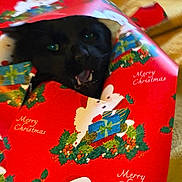 Taco joined the competition — help win amazing prizes! cat, black_cat, christmas_wrapping_paper, holiday, red, green, gift_wrap, festive, indoor, animal, pet, face, eyes, playful, cute, mouth_open, fur, holiday_decor, christmas, surprise