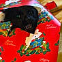 cat, black_cat, christmas_wrapping_paper, holiday, red, green, gift_wrap, festive, indoor, animal, pet, face, eyes, playful, cute, mouth_open, fur, holiday_decor, christmas, surprise