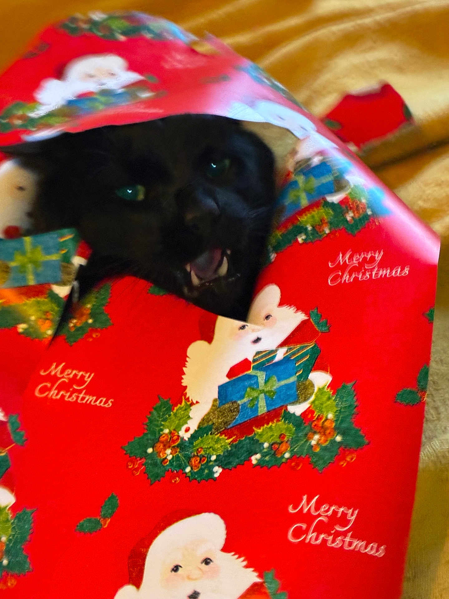 Taco joined the competition — help win amazing prizes! cat, black_cat, christmas_wrapping_paper, holiday, red, green, gift_wrap, festive, indoor, animal, pet, face, eyes, playful, cute, mouth_open, fur, holiday_decor, christmas, surprise
