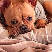 Thomas joined the competition — help win amazing prizes! dog, puppy, hoodie, blanket, cozy, cute, pet, lying_down, brown, ears, face, nose, paws, indoor, soft, closeup, animal, resting, fur, expression