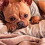 dog, puppy, hoodie, blanket, cozy, cute, pet, lying_down, brown, ears, face, nose, paws, indoor, soft, closeup, animal, resting, fur, expression