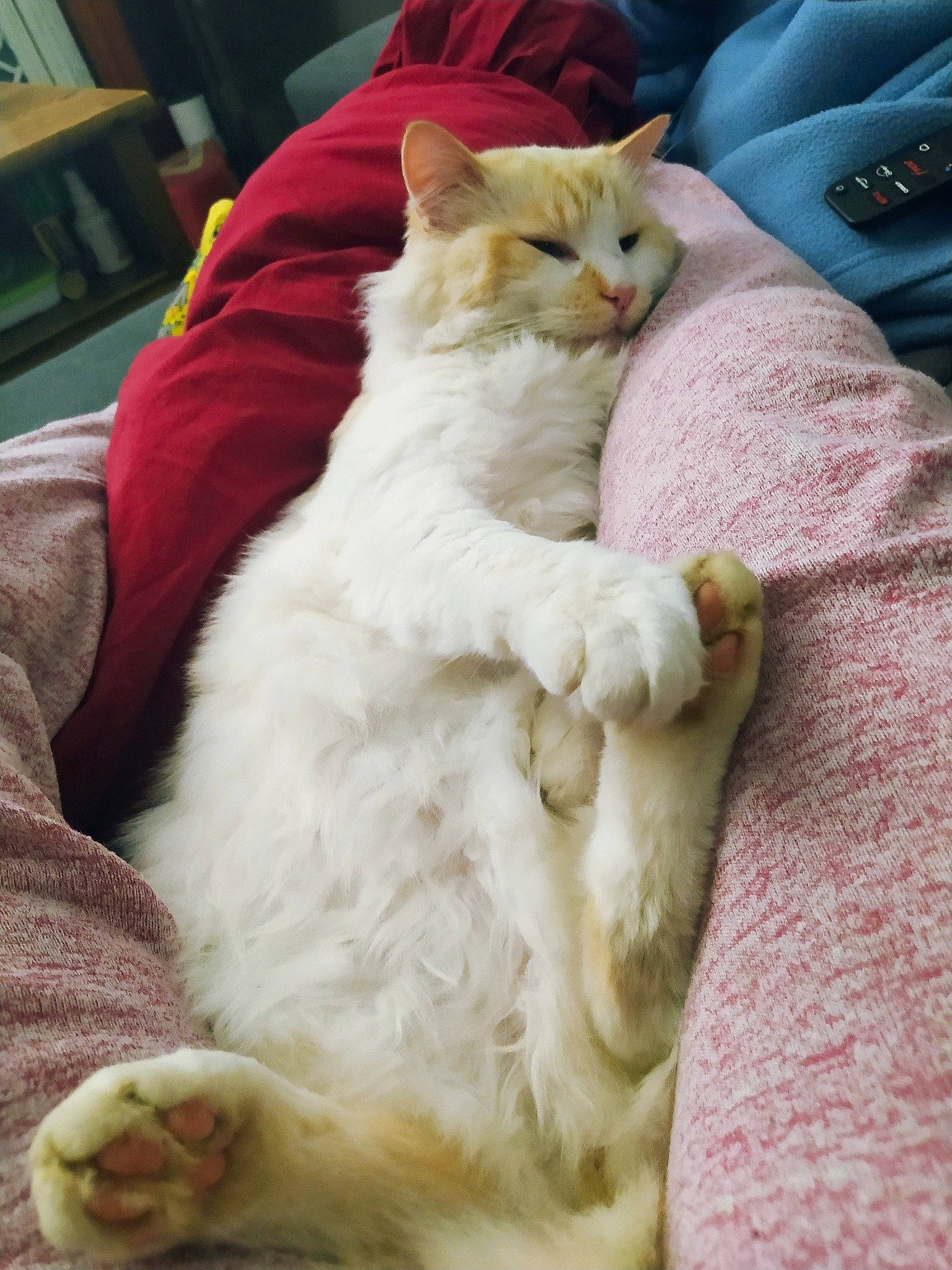 Bouba a rejoint le concours — aidez-le/la à gagner de superbes lots ! carnivore, cat, claw, comfort, companion_dog, fawn, felidae, fur, lap, linens, nap, paw, ragdoll, sleep, small_to_medium_sized_cats, tail, whiskers, wool