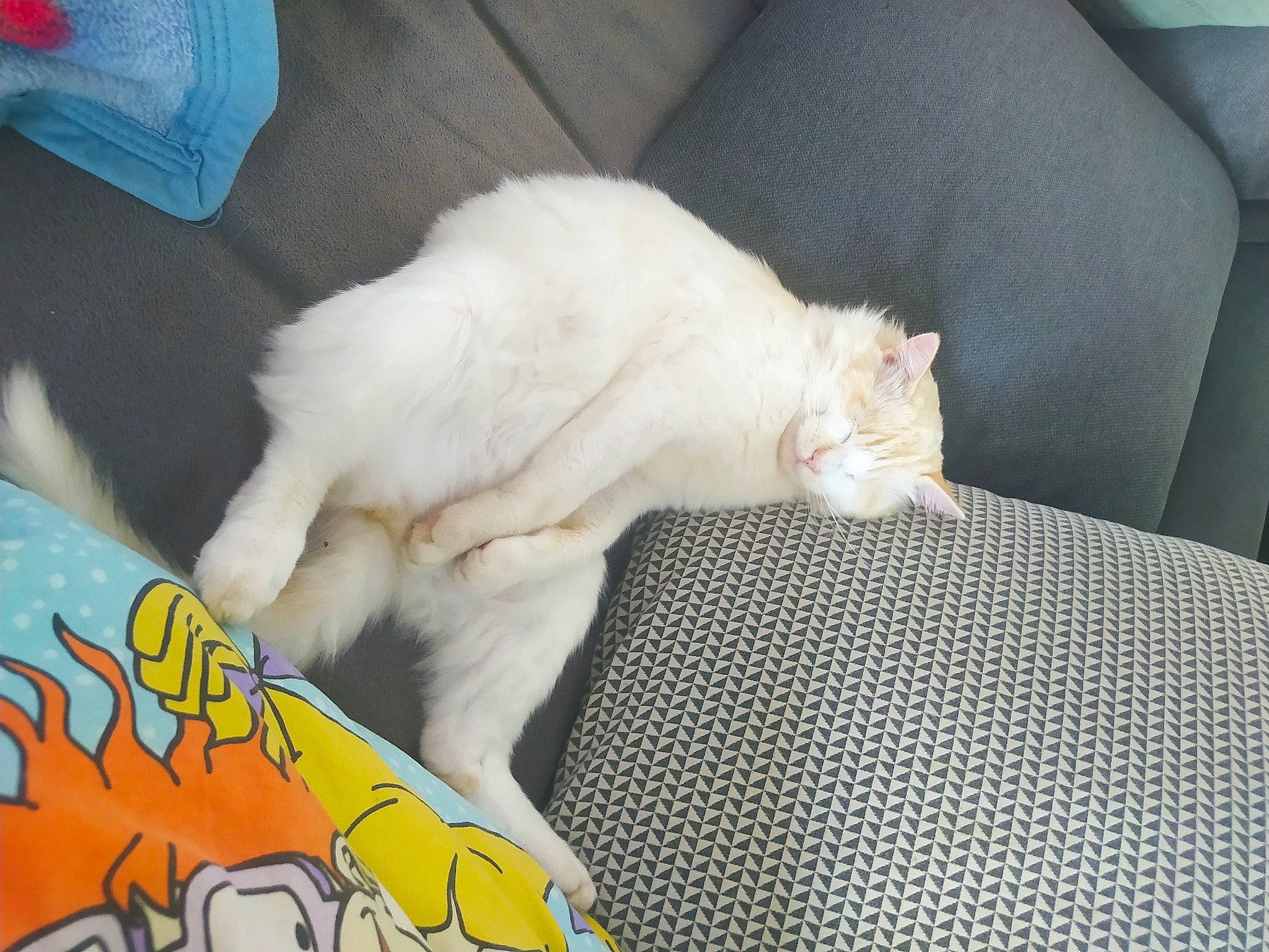 Bouba participe au concours pour gagner de l'argent avec cette photo : carnivore, cat, claw, comfort, domestic_short_haired_cat, fawn, felidae, fur, lap, linens, mammal, nap, paw, small_to_medium_sized_cats, snout, tail, vertebrate, whiskers