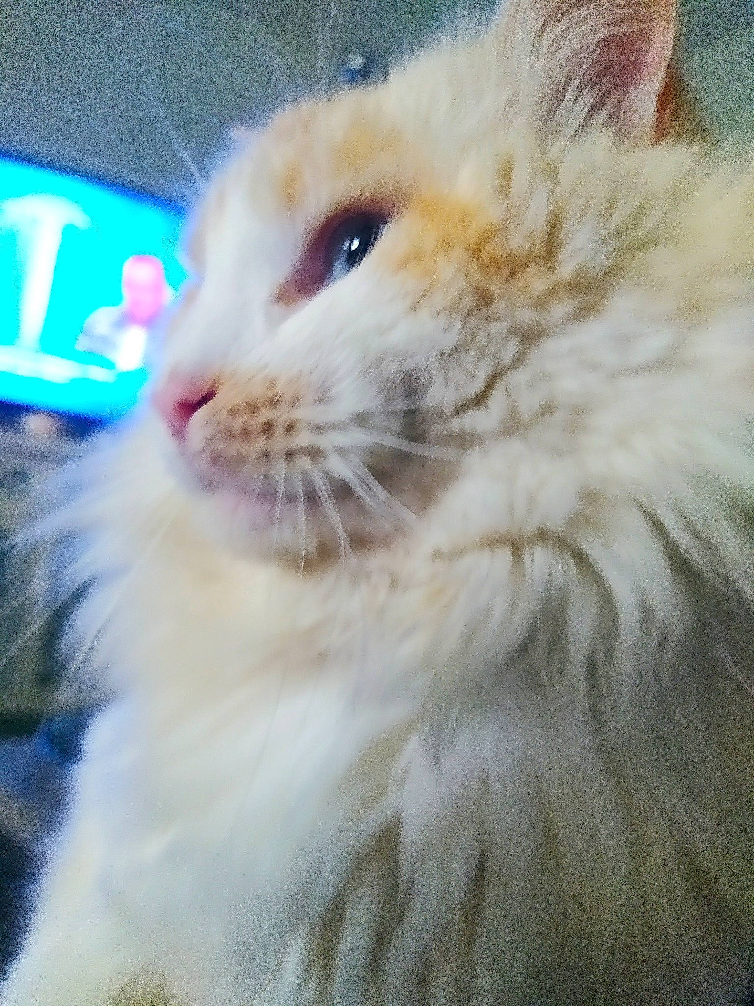 Bouba participe au concours pour gagner de l'argent avec cette photo : carnivore, cat, claw, domestic_short_haired_cat, event, eye, fawn, felidae, fur, maine_coon, paw, plant, small_to_medium_sized_cats, snout, terrestrial_animal, whiskers