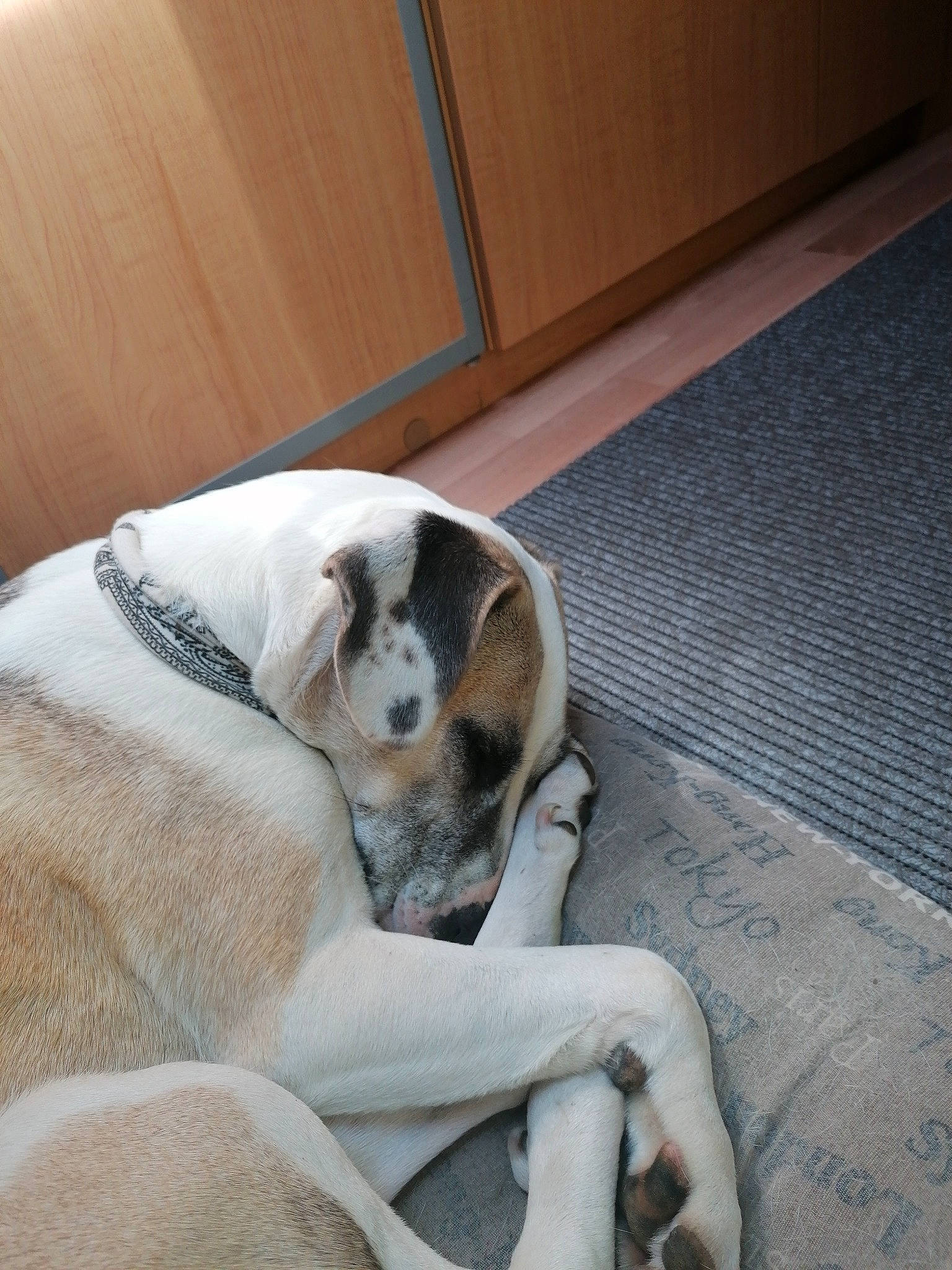 Tara participe au concours pour gagner de l'argent avec cette photo : beaglier, bored, canidae, carnivore, collar, comfort, companion_dog, dog, dog_breed, fawn, flooring, fur, hardwood, nap, paw, pet_supply, snout, sporting_group, wood, working_animal