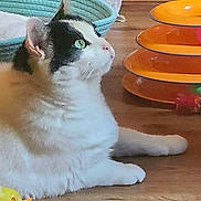 Zoey is registered to the contest to win money with this photo: cat, green_eyes, fluffy, wooden_floor, toy, basket, orange, pet, indoor, feline, animal, cute, playful, relaxed, domestic, mammal, side_view, whiskers, paws, curious