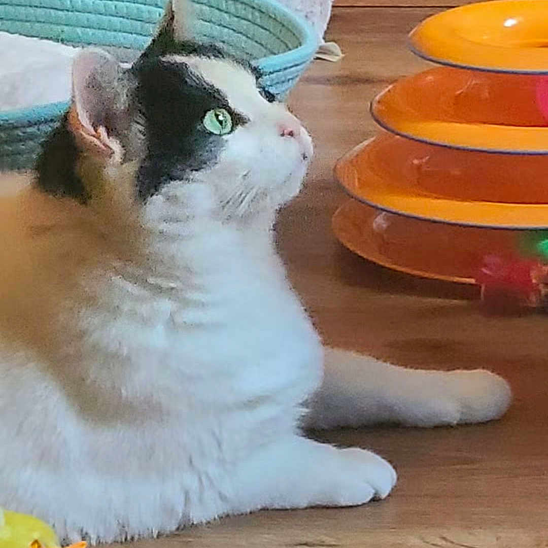 Zoey is registered to the contest to win money with this photo: cat, green_eyes, fluffy, wooden_floor, toy, basket, orange, pet, indoor, feline, animal, cute, playful, relaxed, domestic, mammal, side_view, whiskers, paws, curious