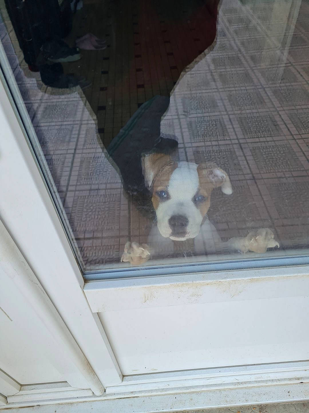 Max participe au concours pour gagner de l'argent avec cette photo : art, building, bulldog, canidae, carnivore, companion_dog, daylighting, dog, dog_breed, fawn, flooring, house, pet_supply, sash_window, sporting_group, toy_dog, vehicle_door, window, wood, working_animal