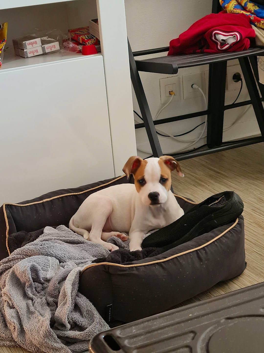 Max participe au concours pour gagner de l'argent avec cette photo : bag, canidae, carnivore, chair, collar, comfort, companion_dog, couch, dog, dog_breed, dog_supply, fawn, floor, flooring, linens, luggage_and_bags, pet_supply, sporting_group, wood, working_animal