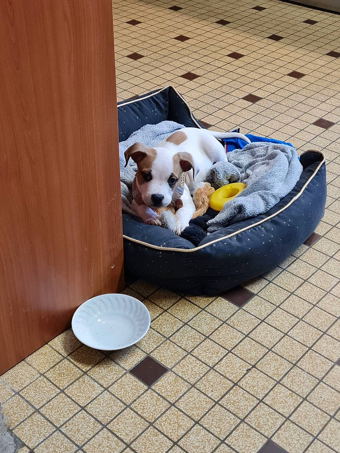 Max participe au concours pour gagner de l'argent avec cette photo : basket, canidae, carnivore, coffee_table, companion_dog, dishware, dog, dog_breed, dog_supply, fawn, flooring, hardwood, outdoor_furniture, pet_supply, platter, serveware, sporting_group, table, tableware, wood